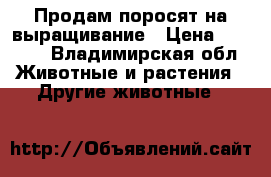 Продам поросят на выращивание › Цена ­ 4 000 - Владимирская обл. Животные и растения » Другие животные   
